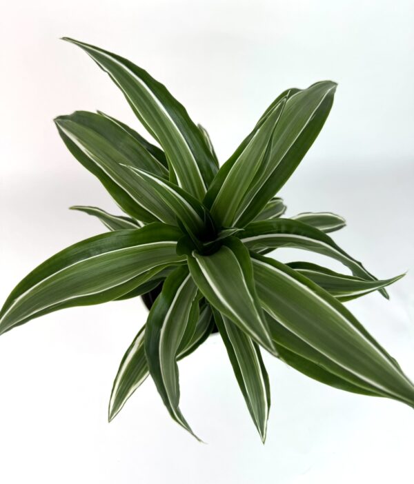 Dracaena Frage Rans Lemon Suprise