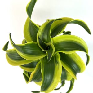 Dracaena Draco