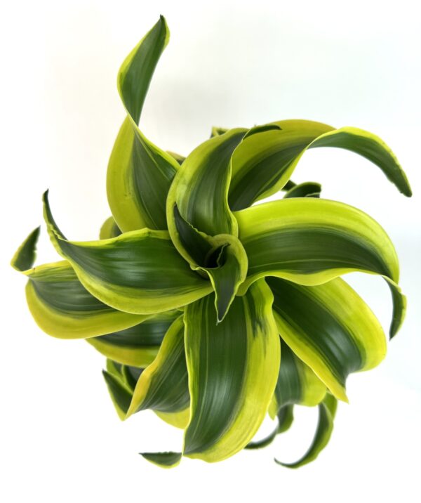 Dracaena Draco
