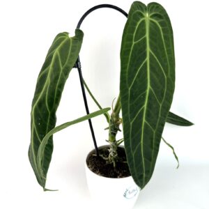 Antuurium Waroqueanum