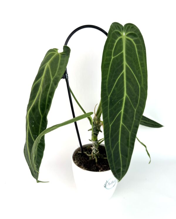 Antuurium Waroqueanum