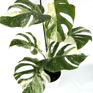 Monstera Albo Variegata