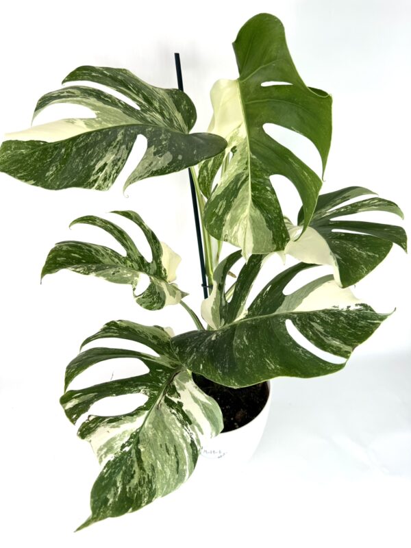 Monstera Albo Variegata