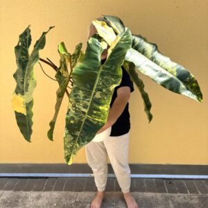 Filodendron Billietiae variegata XXL