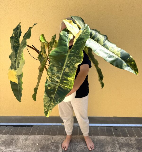 Filodendron Billietiae variegata XXL
