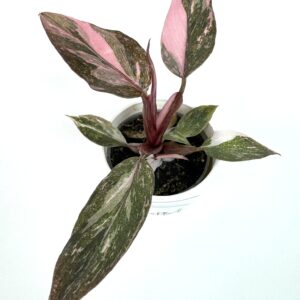 Filodendron Pink Princess