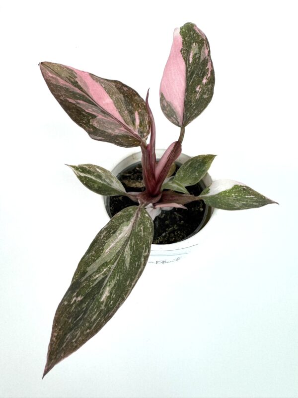 Filodendron Pink Princess