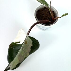 Filodendron Red Andersson
