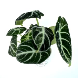 Alokaasia Reginula Ninja Variegata