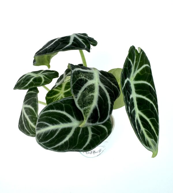 Alokaasia Reginula Ninja Variegata