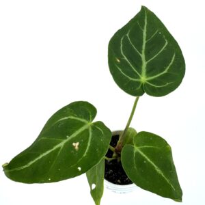 Antuurium Magnificum