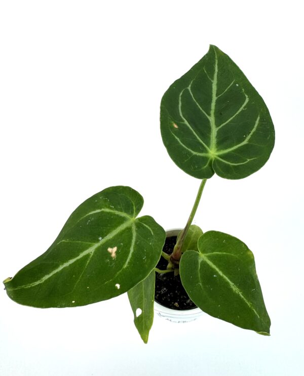 Antuurium Magnificum