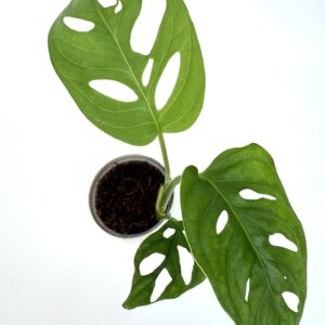 Monstera Adansonii
