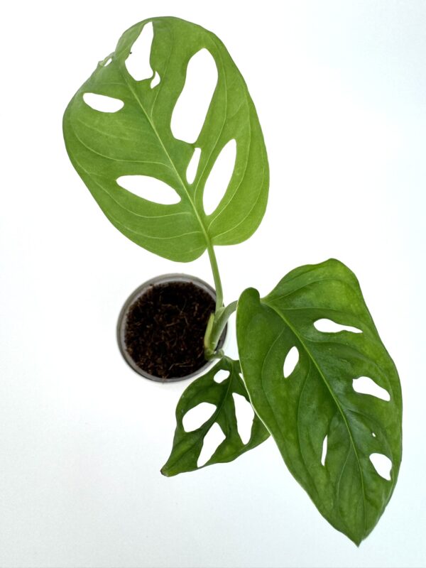 Monstera Adansonii