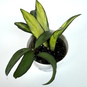 Vahalill Wayetii Tricolor