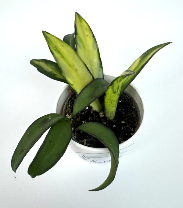 Vahalill Wayetii Tricolor