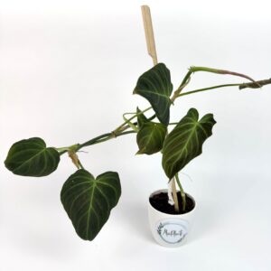 Filodendron Splendid