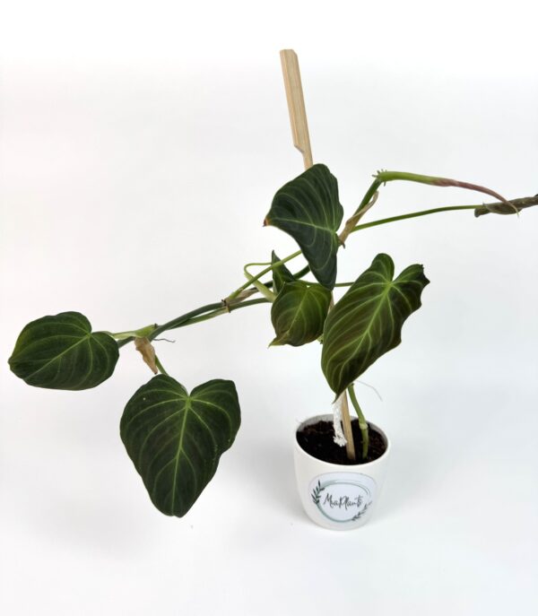 Filodendron Splendid