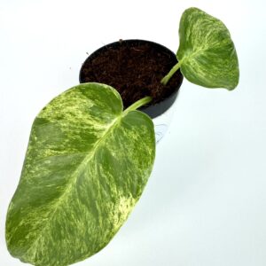Filodendron Giganteum