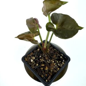 Sõrgköis Strawberry Ice
