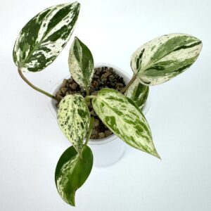 Filodendron Emerald King