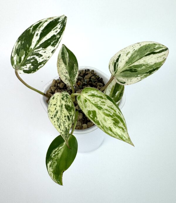 Filodendron Emerald King