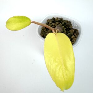 Filodendron Pin Thong