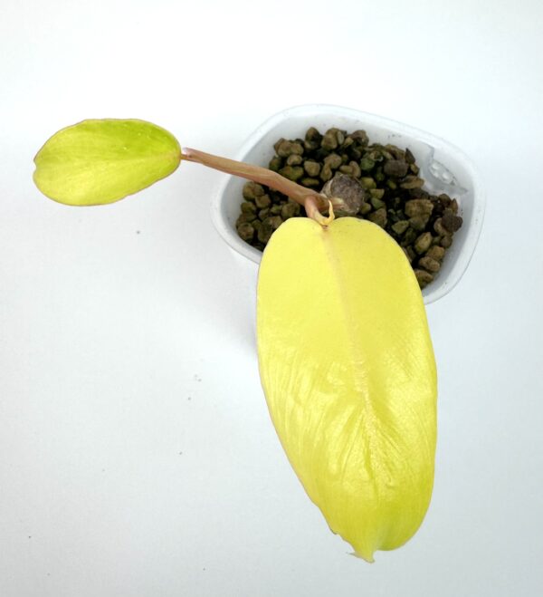 Filodendron Pin Thong