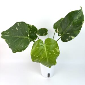Monstera Thai Constellation madala variegatsiooniga
