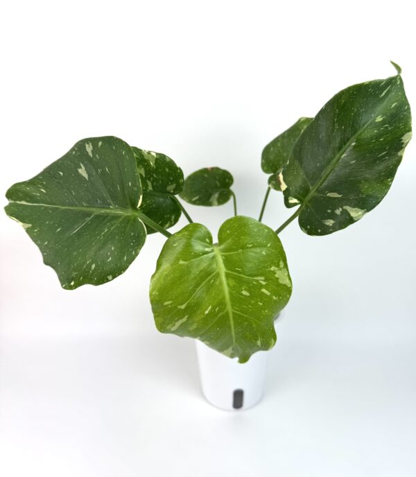 Monstera Thai Constellation madala variegatsiooniga