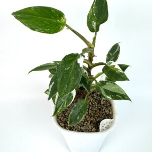 Filodendron White Princess
