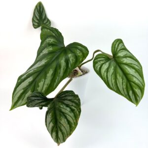 Filodendron Plowmanii
