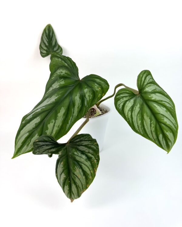 Filodendron Plowmanii