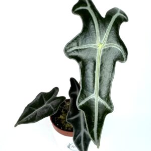 Alokaasia Sanderiana Nobilis