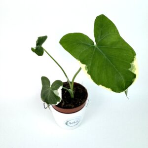 Xanthosoma Sagittifolium Variegatum Monstrosum