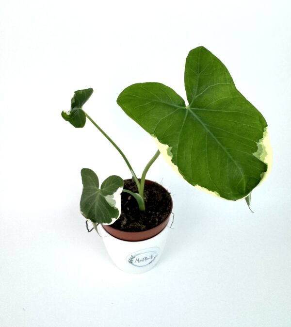 Xanthosoma Sagittifolium Variegatum Monstrosum