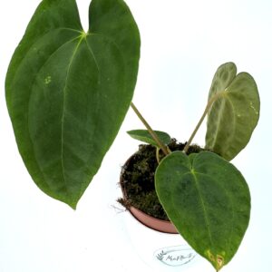 Antuurium Papillilaminum