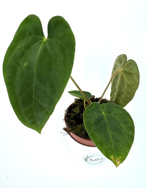 Antuurium Papillilaminum