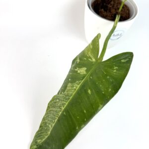Filodendron Jose Buono