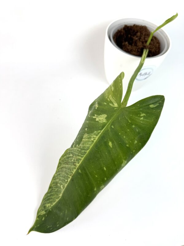 Filodendron Jose Buono