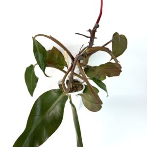 Filodendron Orange Marmelade