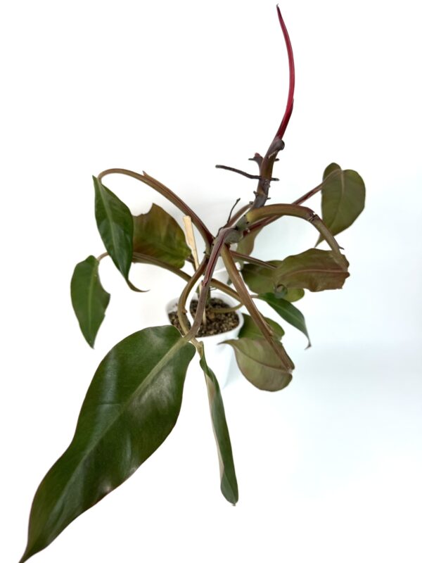 Filodendron Orange Marmelade