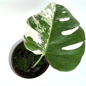 Monstera Albo Variegata