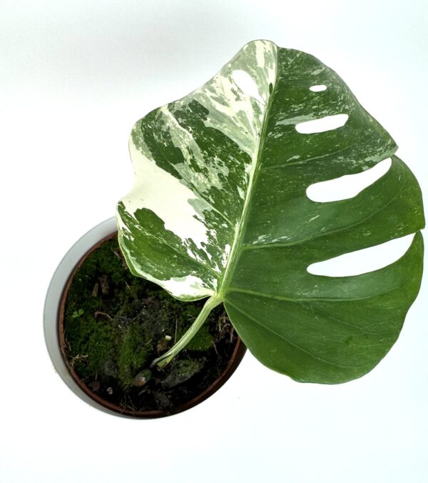Monstera Albo Variegata