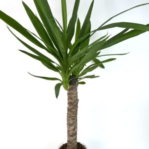 Yucca