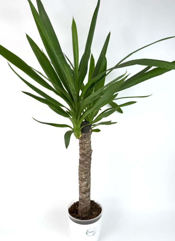 Yucca