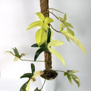 Filodendron Florida Beauty