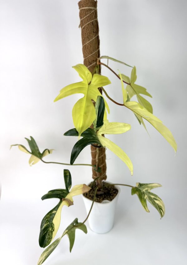 Filodendron Florida Beauty