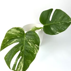 Monstera Albo Variegata juurdumata ladvapistik