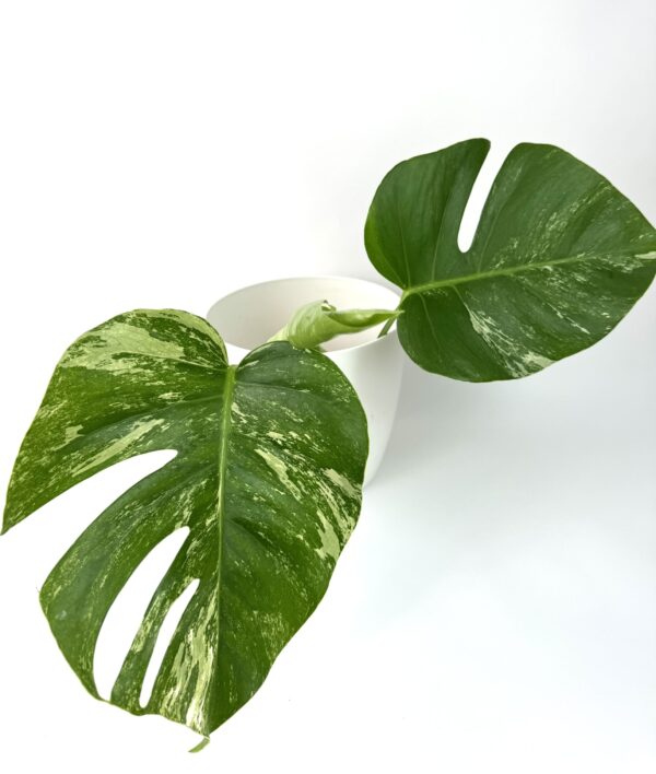 Monstera Albo Variegata juurdumata ladvapistik